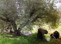 Béjaïa / La cueillette des olives bat son plein