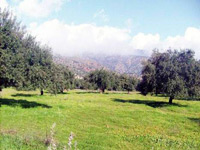 Commune d’Ifigha : la Fête de l’olive